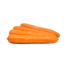 2020 Chinese new crop fresh carrots with low price